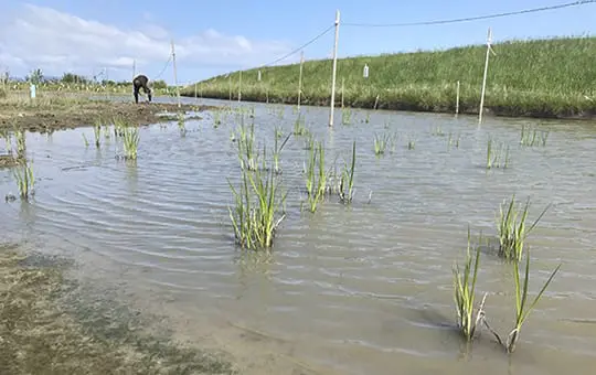Wetland/Shoreline Buffer Mitigation