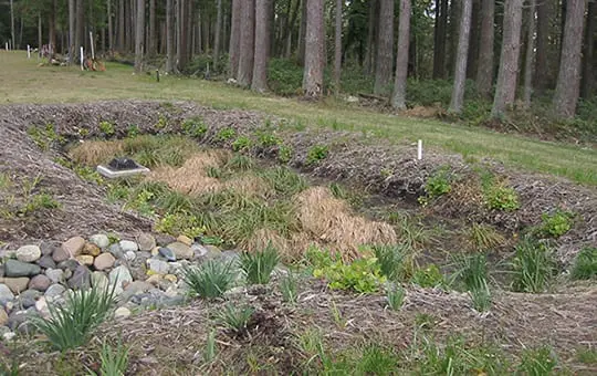 Rain Gardens, Bioswales, Vegetative Buffers